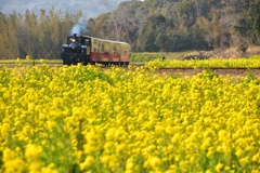 菜の花と小湊鉄道①