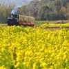 菜の花と小湊鉄道①