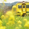 いすみ鉄道の春②