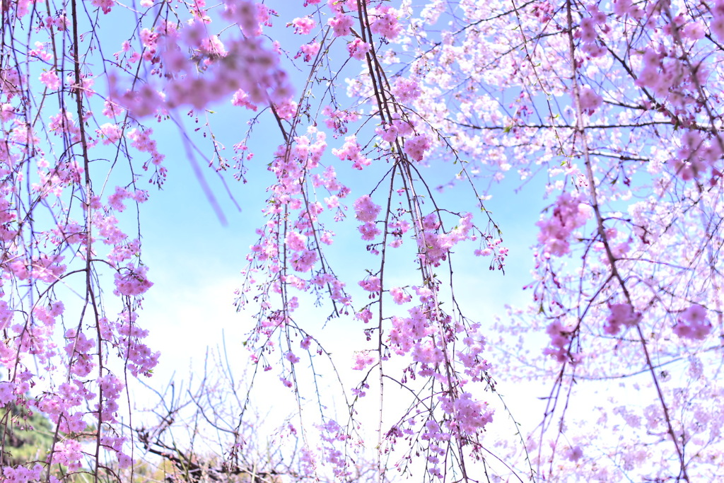 花満開　大宮公園②