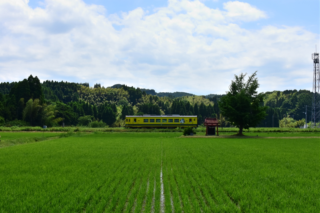 新緑のいすみ鉄道