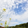 小湊鉄道と菜の花