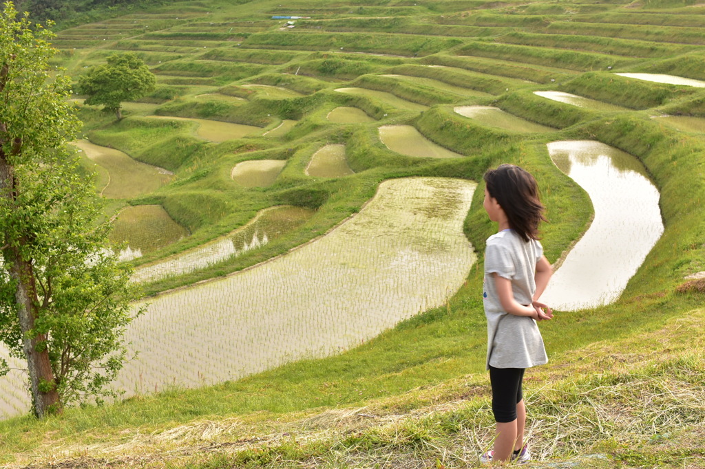 千葉県鴨川　大山千枚田no. 2