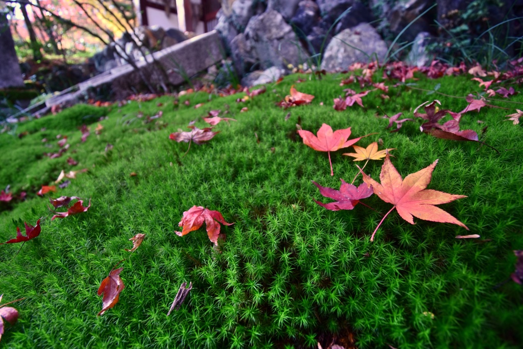 京都　徐寂光寺