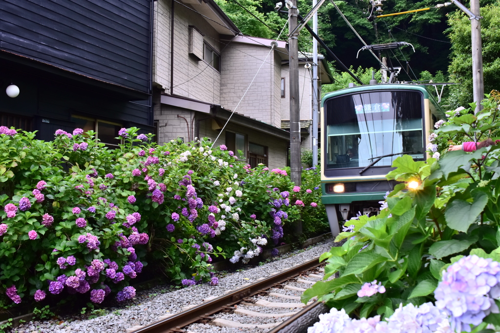 江ノ電と紫陽花