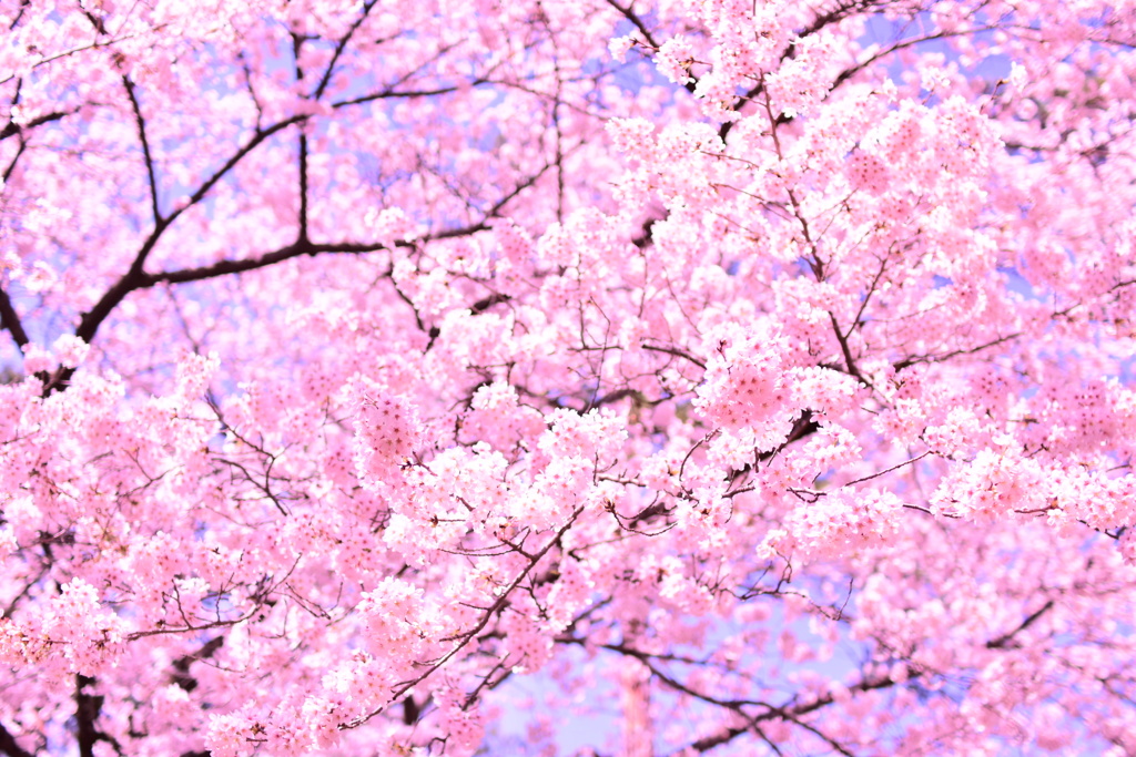 花満開　大宮公園①