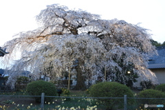 安国寺の桜-1