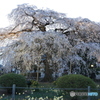 安国寺の桜-1