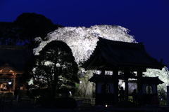 安国寺の桜-3