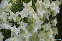 紫陽花です。