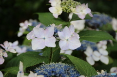 これも紫陽花です。