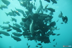 勝浦海中公園_20170312
