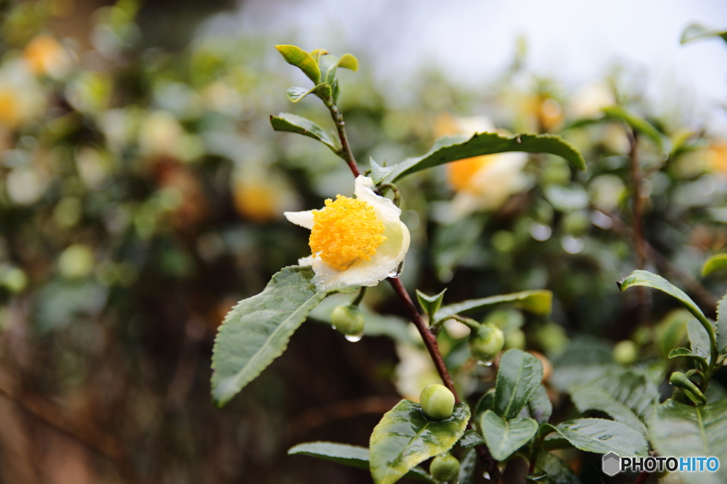 これ何の花？・・・そう、お茶。正解です。