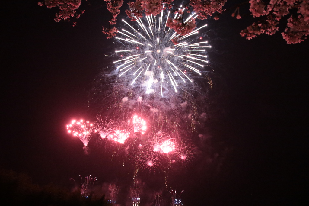 親水公園の桜と花火-1