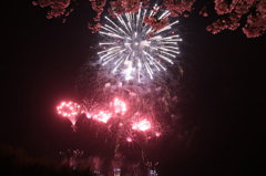 親水公園の桜と花火-1