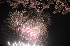 親水公園の桜と花火-2