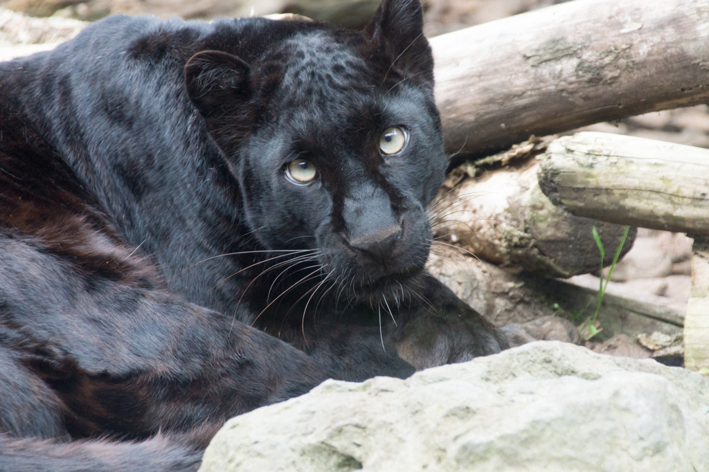 クロヒョウ by MP4／6 （ID：5693526） - 写真共有サイト:PHOTOHITO