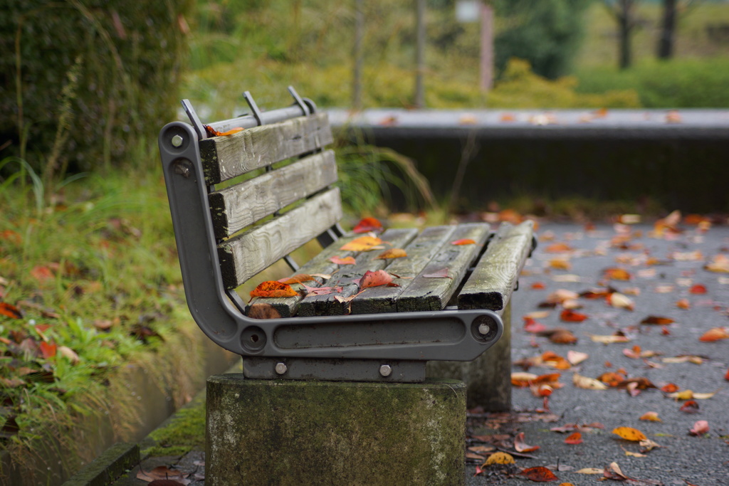 いつものベンチ、秋雨後
