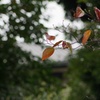 雨の井の頭公園にて