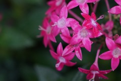 Flowers in the rain 