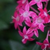 Flowers in the rain 