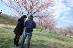 北浅羽桜堤公園