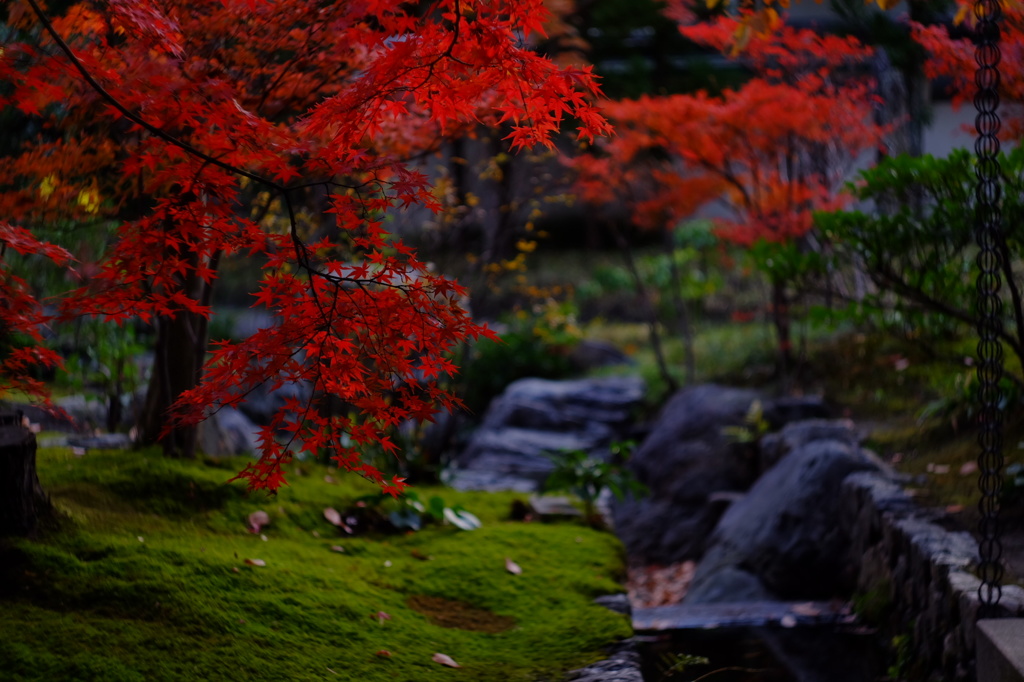 紅葉②