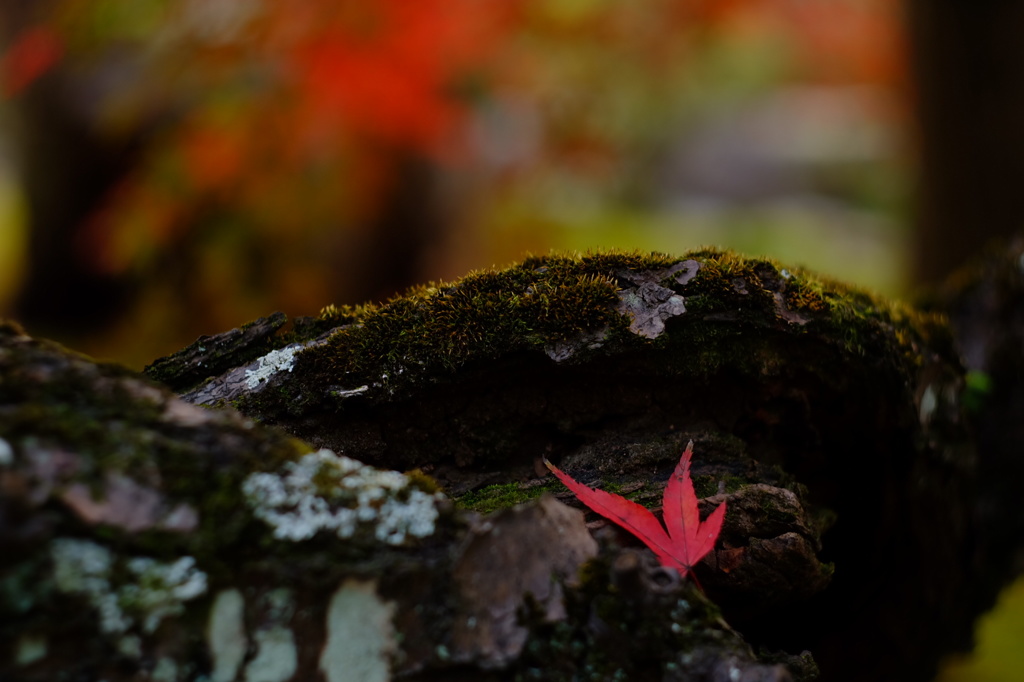 紅葉