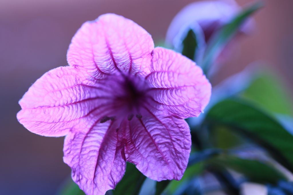 冬でも花って咲くんだね