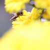 花の蜜