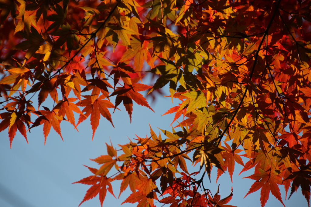 紅葉ももう終わりに入ってきた