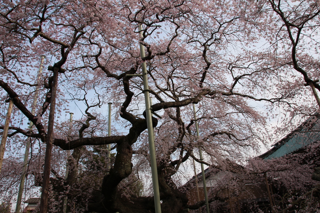 般若院の枝垂桜3