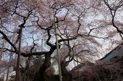 般若院の枝垂桜3