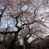 般若院の枝垂桜3