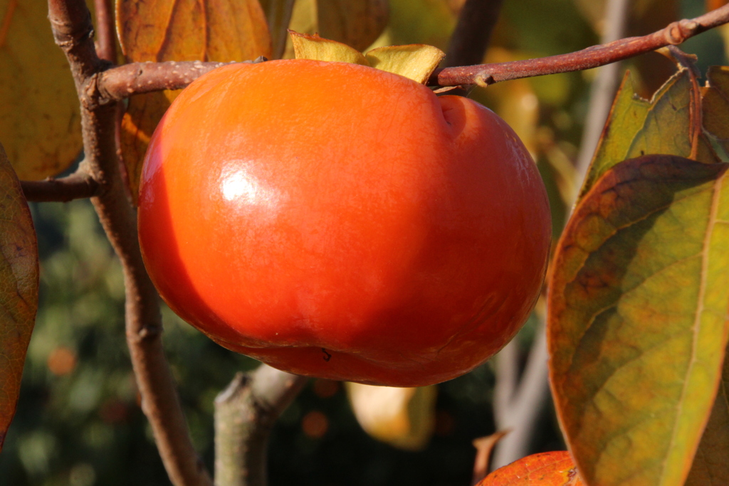 うまかった柿、２個目