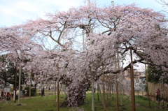 般若院の枝垂桜1