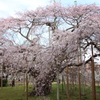 般若院の枝垂桜1