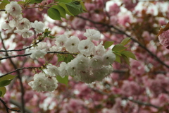 桜
