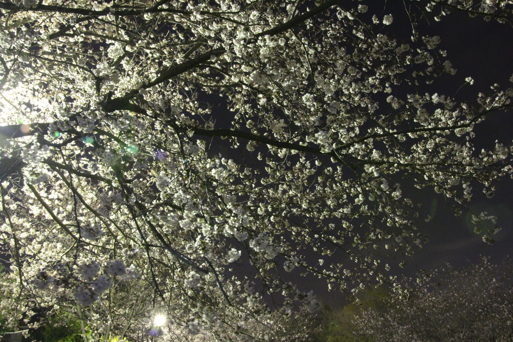 近所の公園の桜