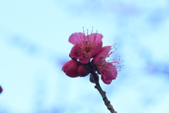 山の上の梅　２
