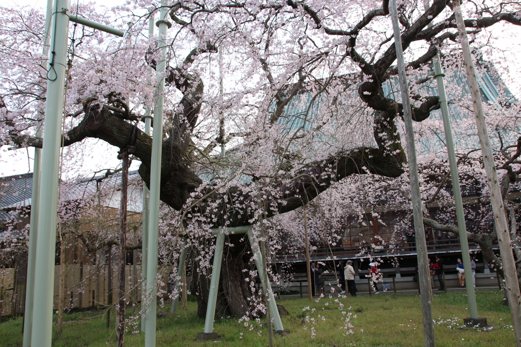 般若院の枝垂桜2