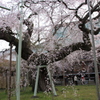 般若院の枝垂桜2