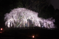 奥山田の枝垂桜