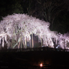 奥山田の枝垂桜