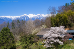 谷村家の桜