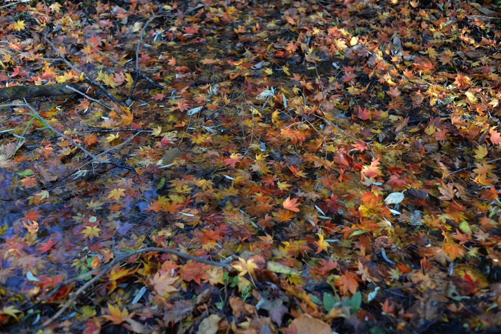 DSC_8373