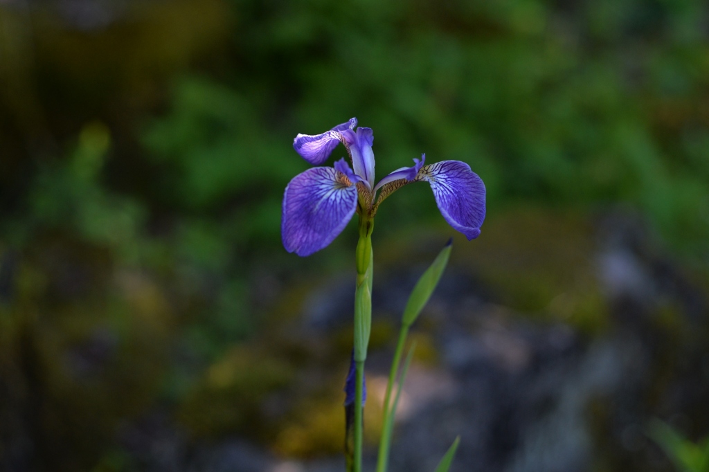 AND_5173