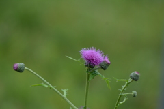 DSC_1410