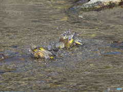 水浴びカワラヒワ