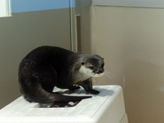 カワウソ